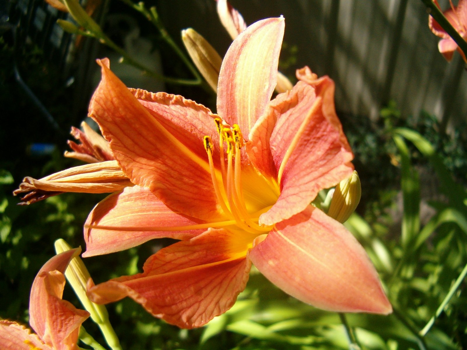 a large orange flower is blooming out in a garden