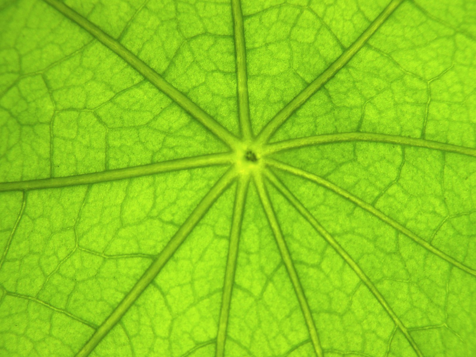a very close up view of a green leaf