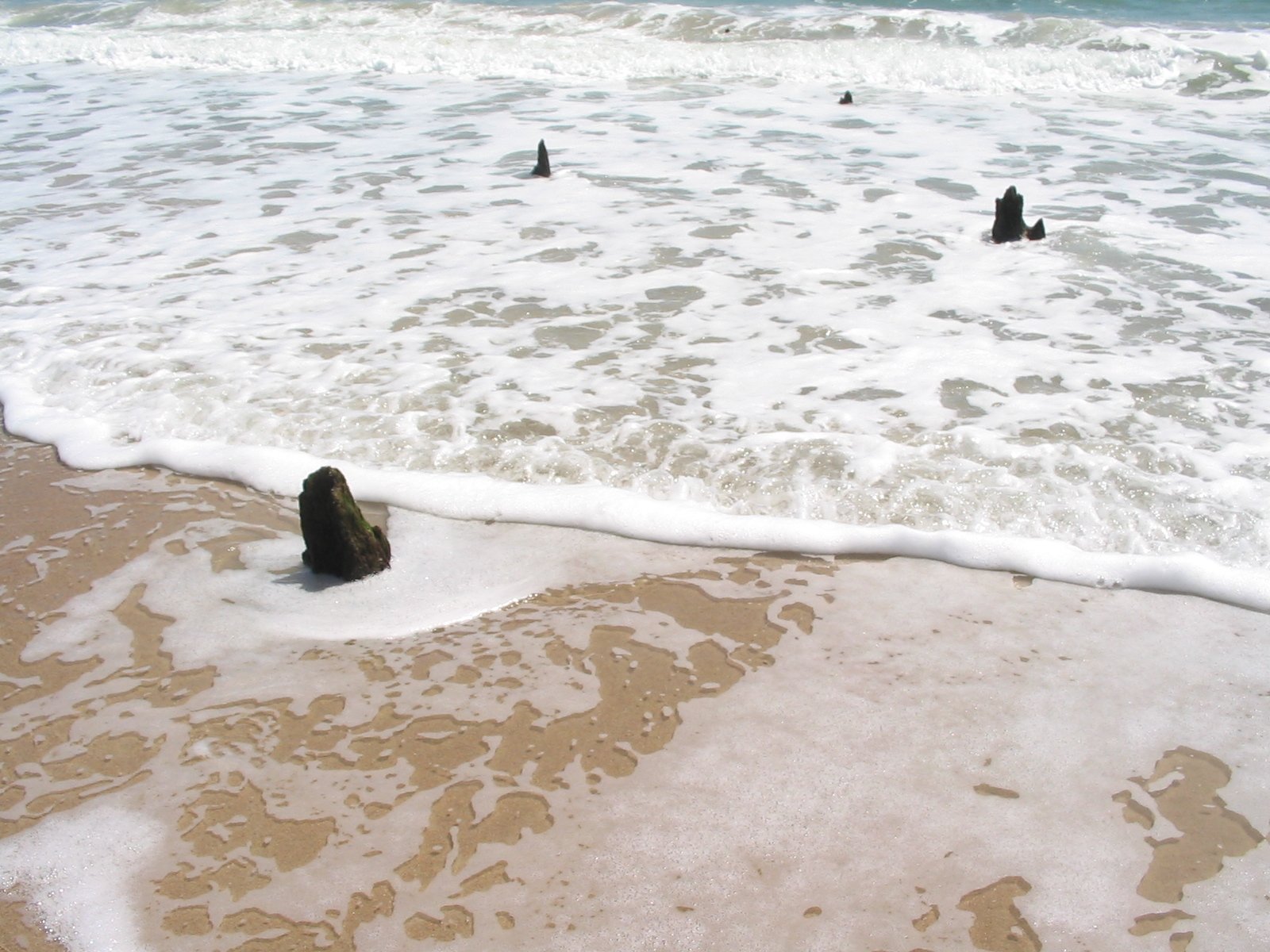 a group of seagulls standing on the shore of a body of water