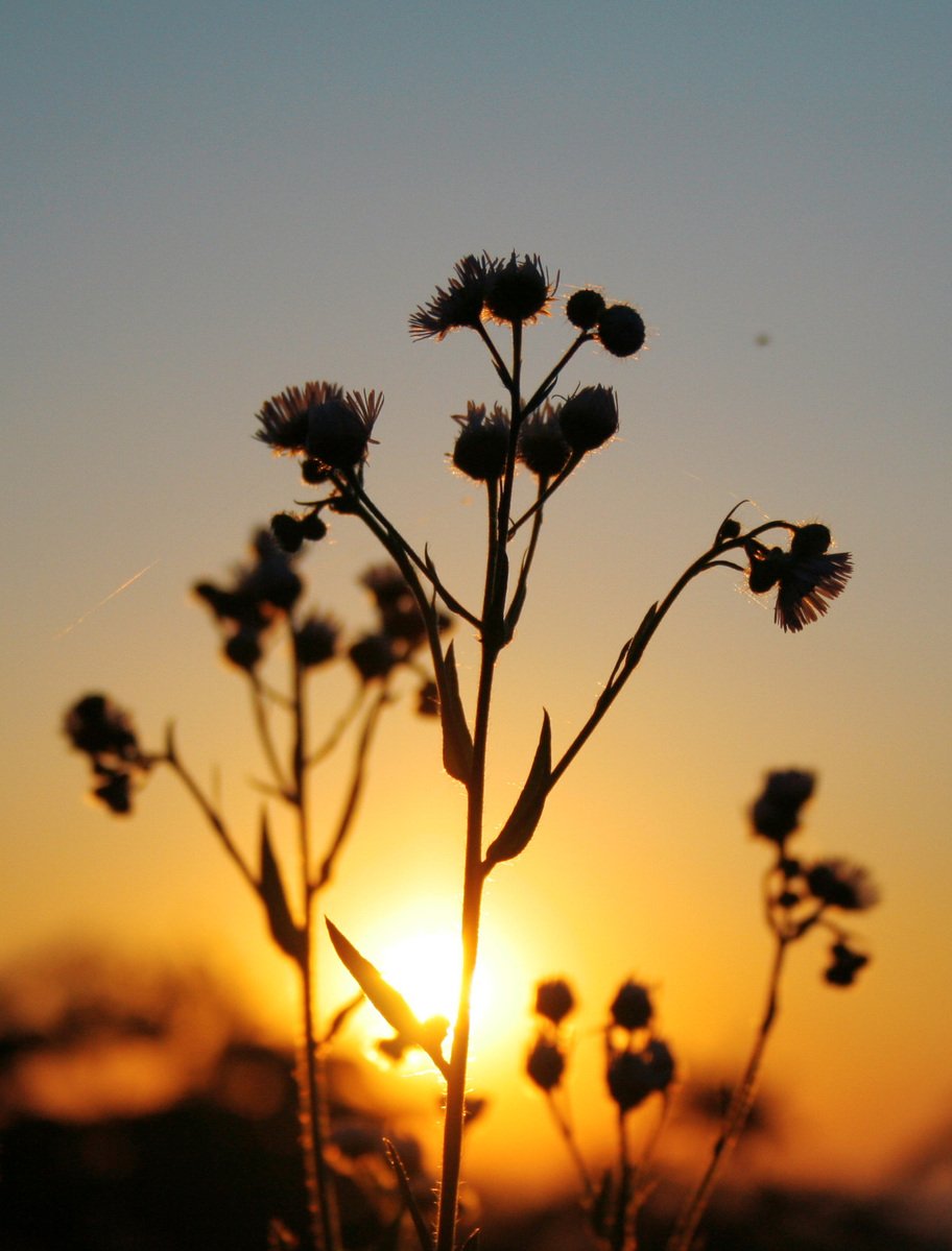 thistle plant during sunset or sunrise with light reflected off the sky