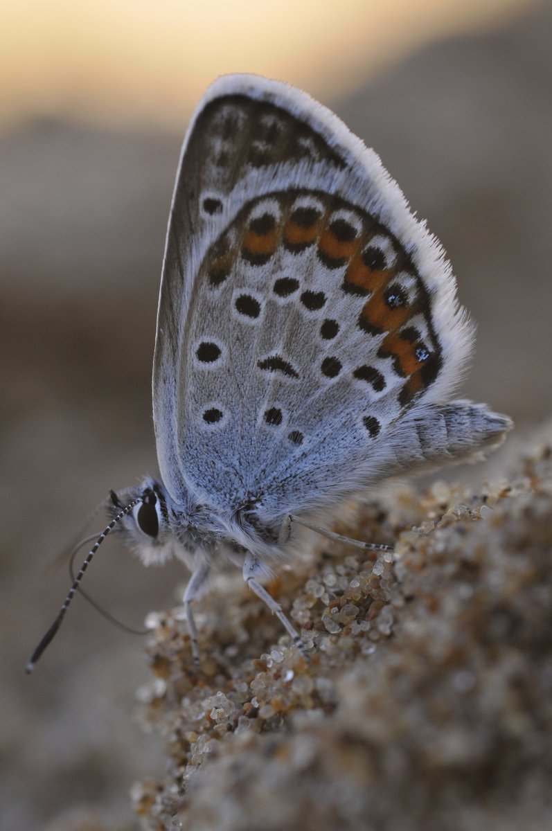 a close up of a erfly on the ground