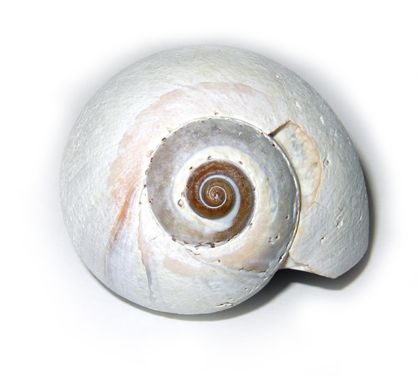 a large white and brown snail on a white surface