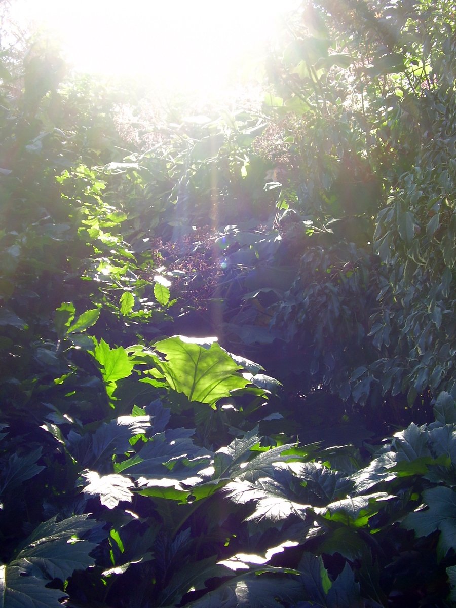 an area of green foliage under the sunlight