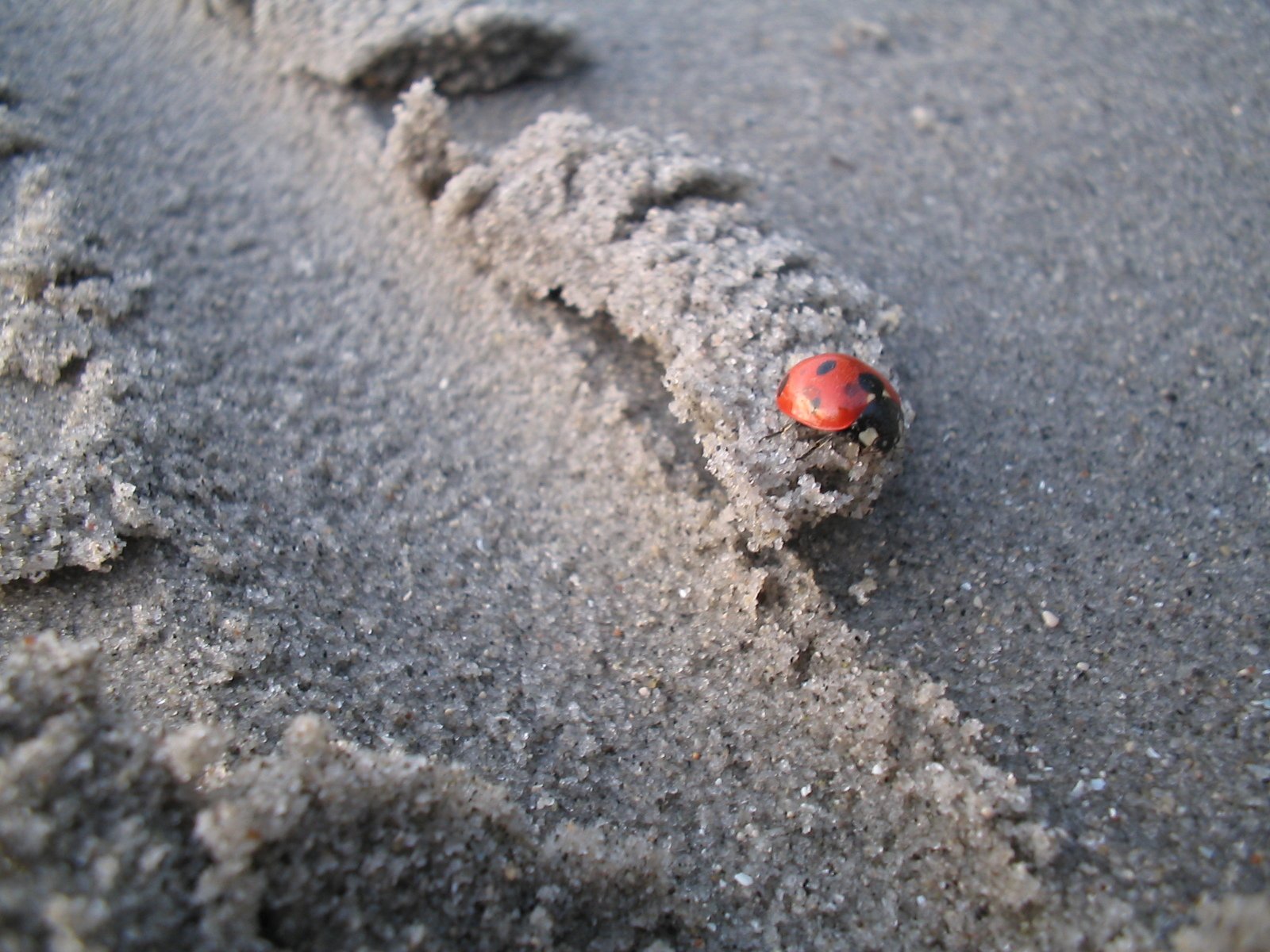 a single red lady bug on the sandy beach