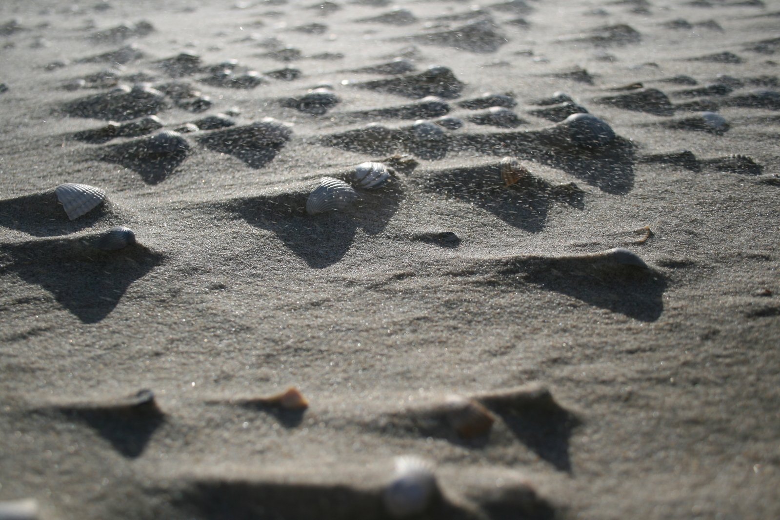 footprints of birds, birds eggs and shells on the sand