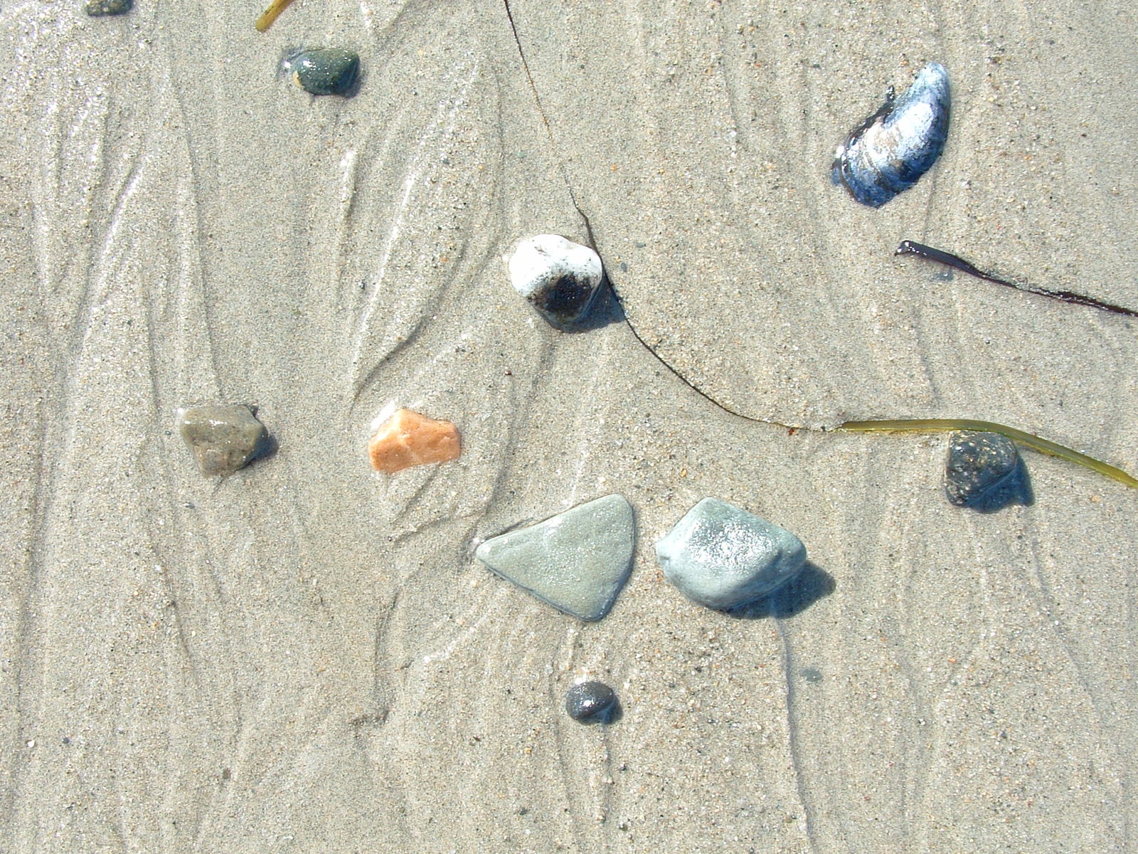 some small shells and plants in the sand