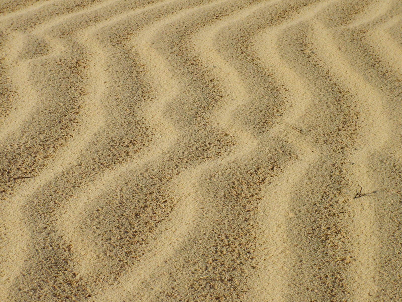 a bird is sitting on a sandy beach