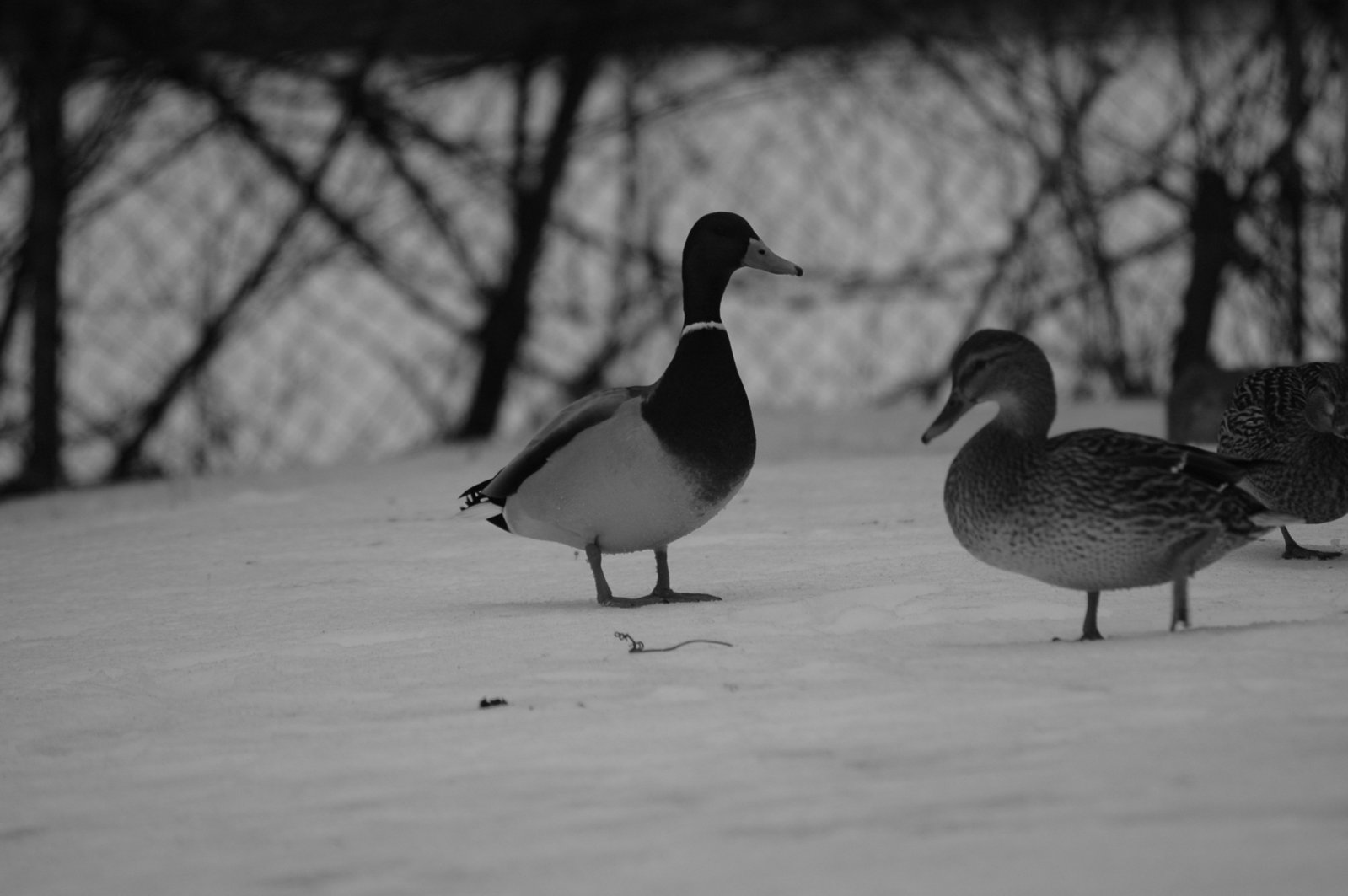 two ducks stand outside in the snow near trees