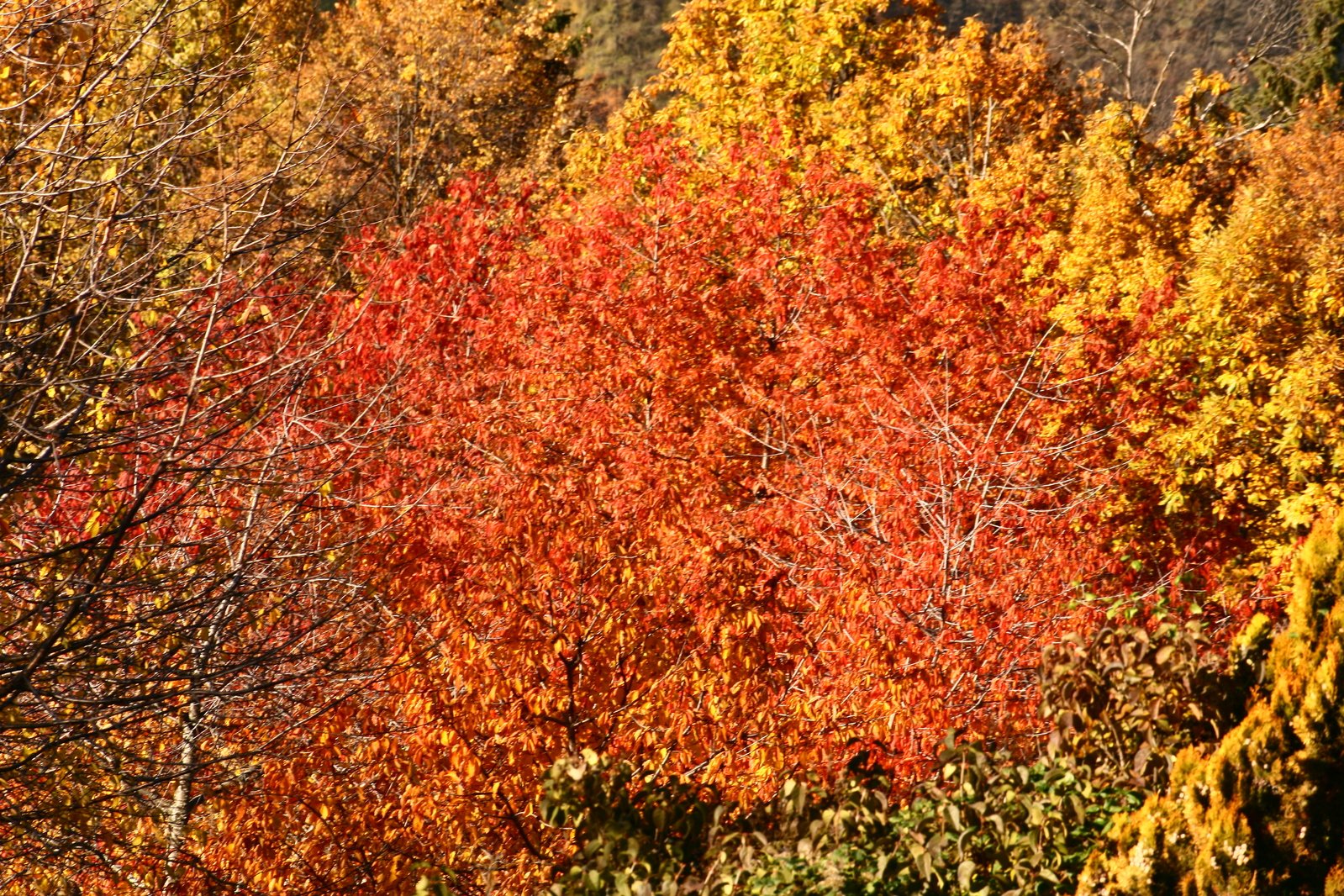the colorful trees are in autumn and fall