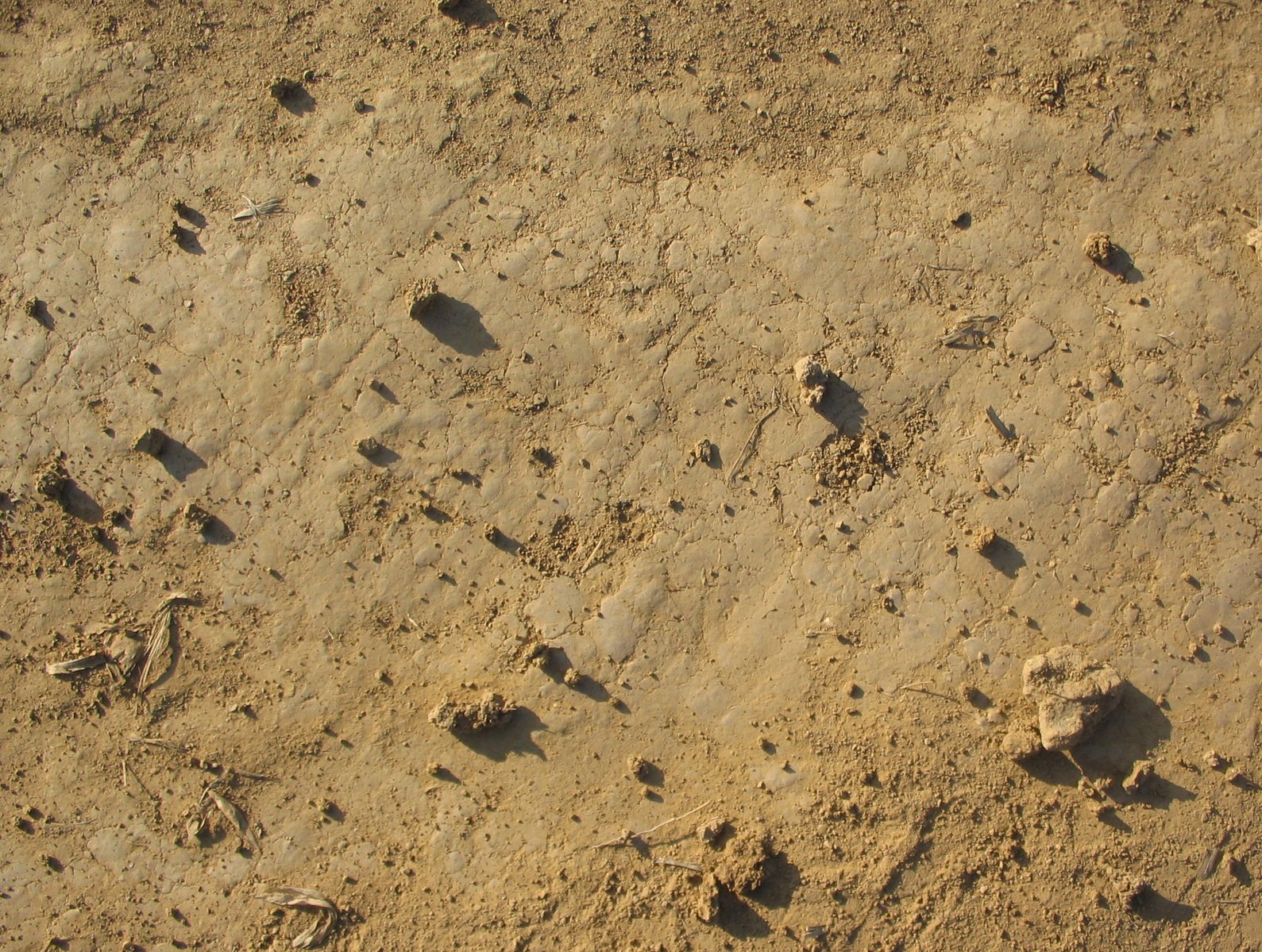footprints on sand in a sandy area with one animal