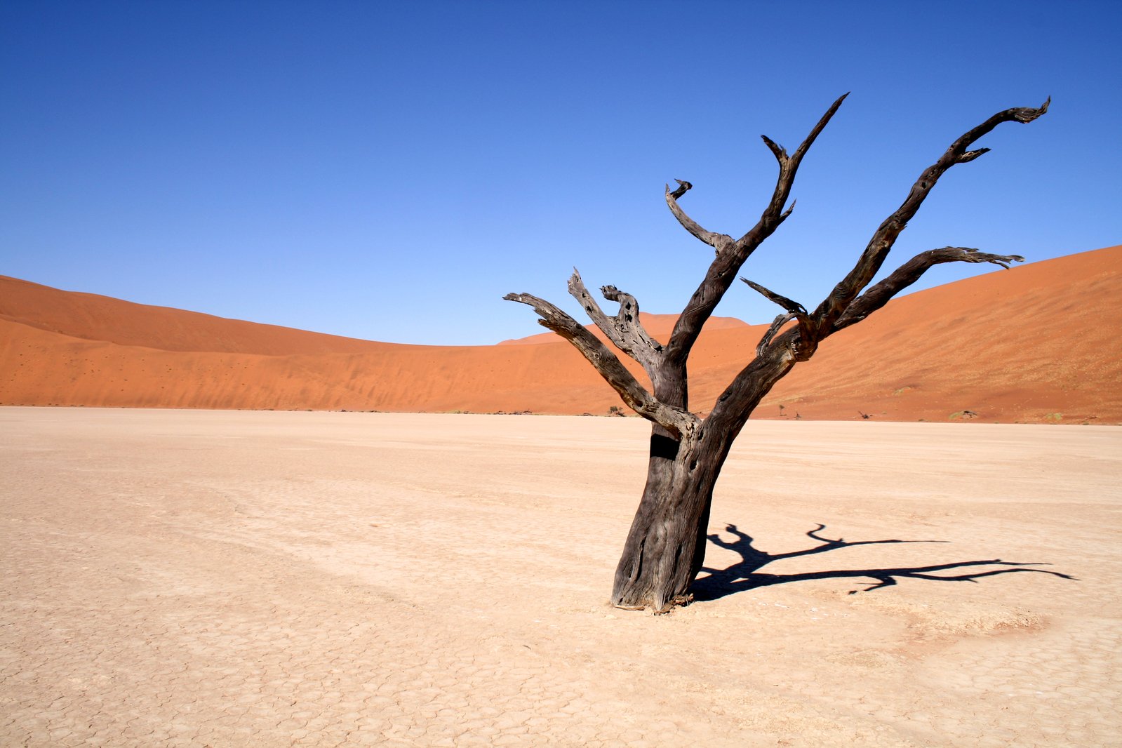 a single tree standing in the middle of desert