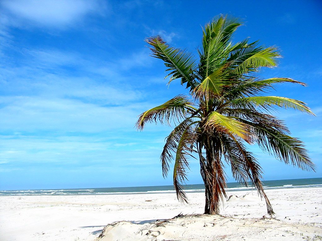 palm tree in white sand on the beach