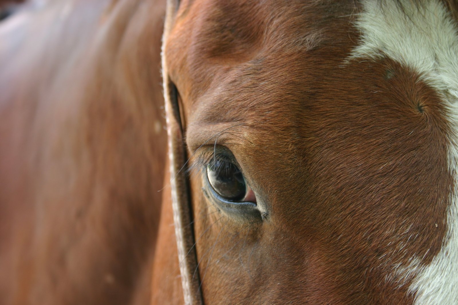 a brown and white horse has it's eye close to the camera