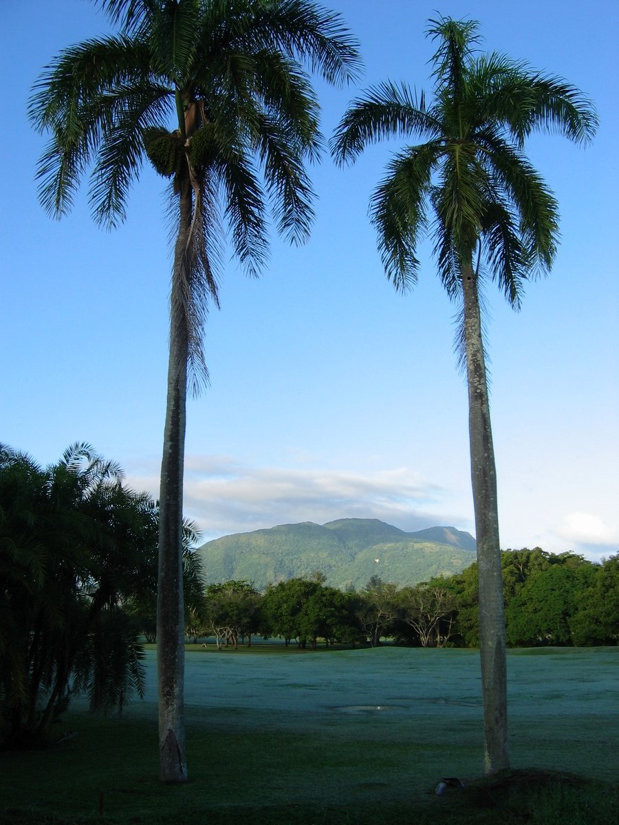 two palm trees stand in the grass, near mountains