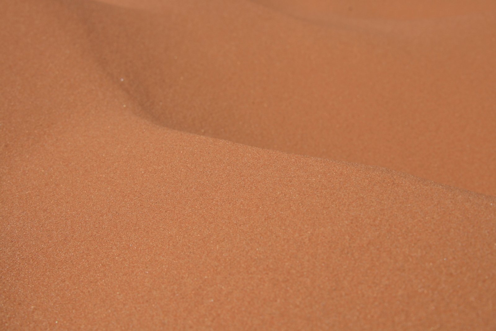 a bird on the top of a desert sand dune