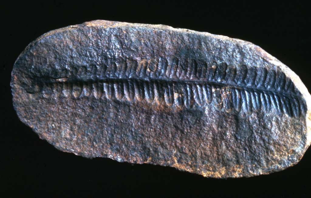 a fossil fish skeleton with long, thin ridges