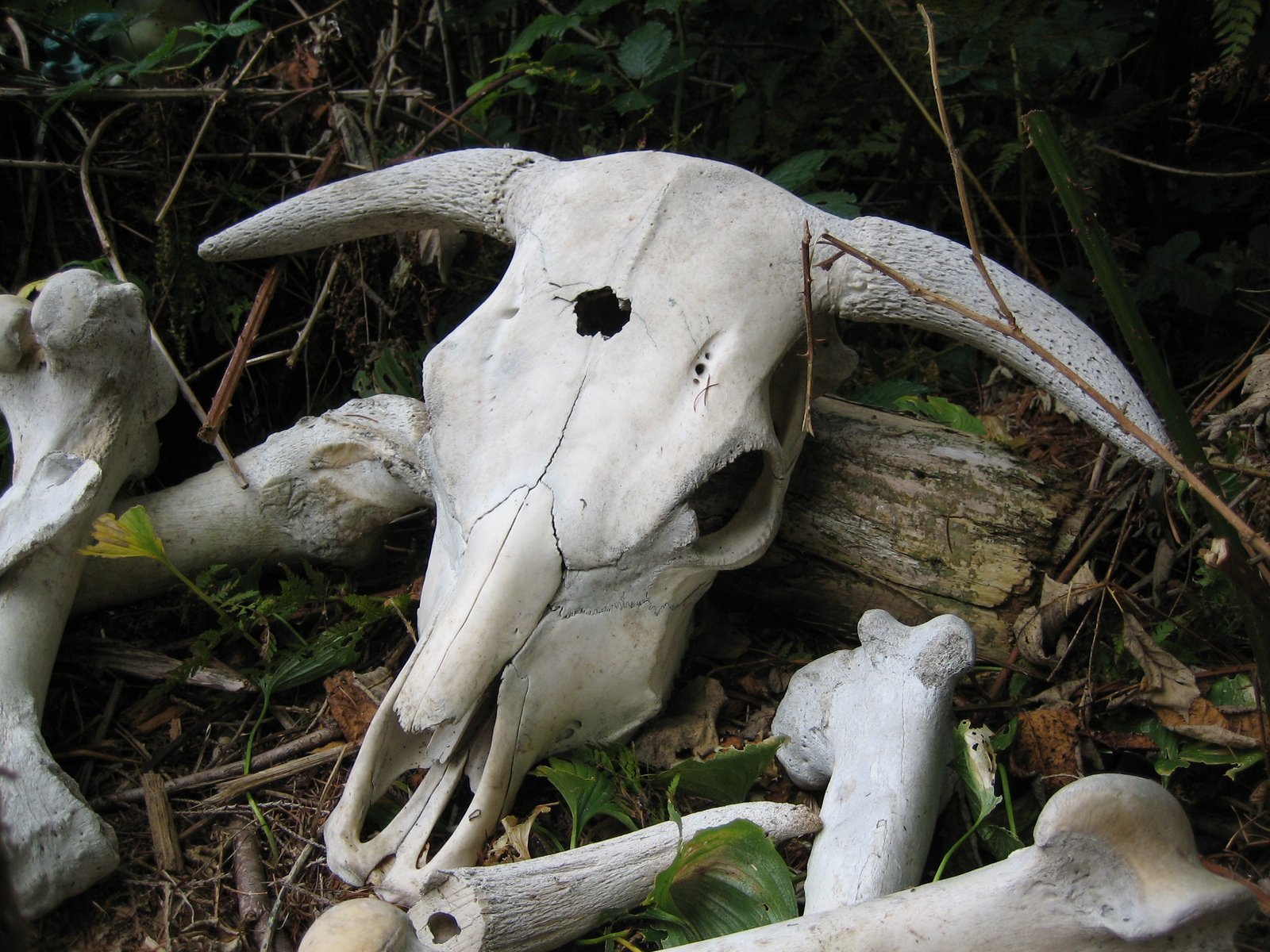 an animal skull is lying in the grass