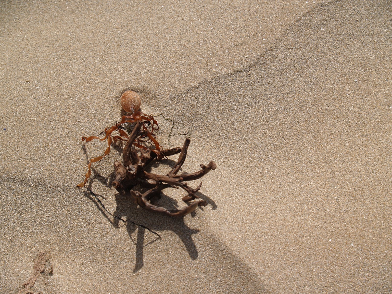 a very strange looking plant on the sand