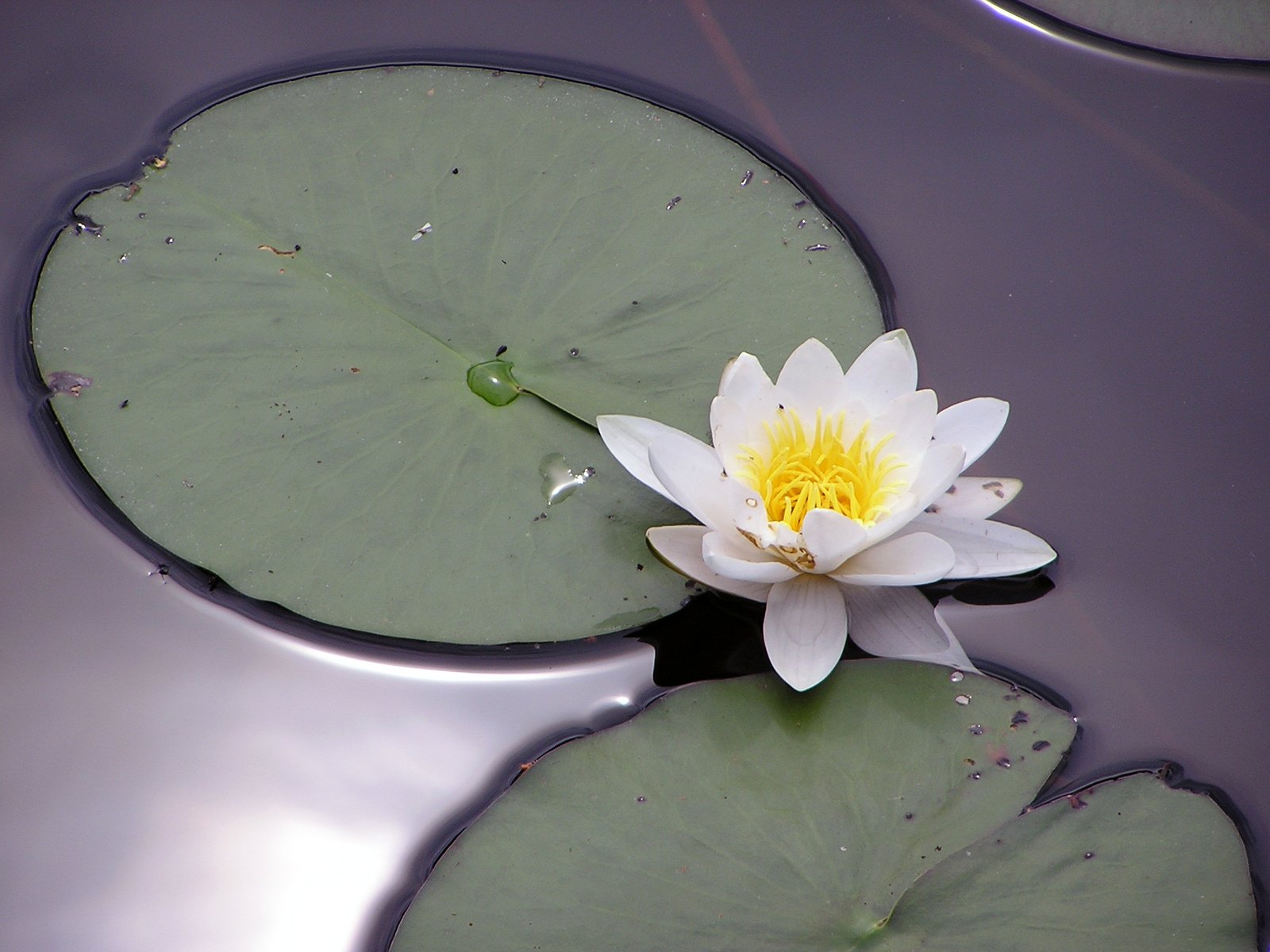 a small white water lily is sitting in the middle of some water