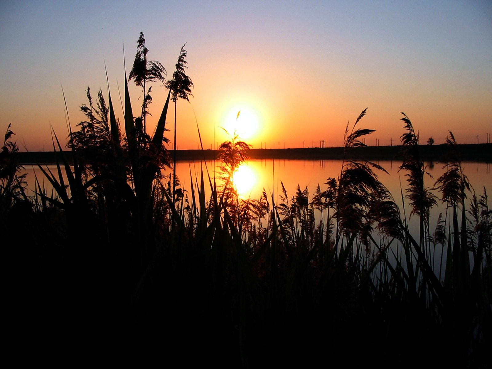 the sun is setting over a lake with reeds