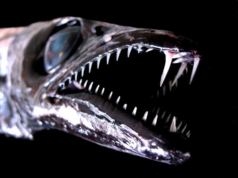 close up of a fish that is inside of the mouth