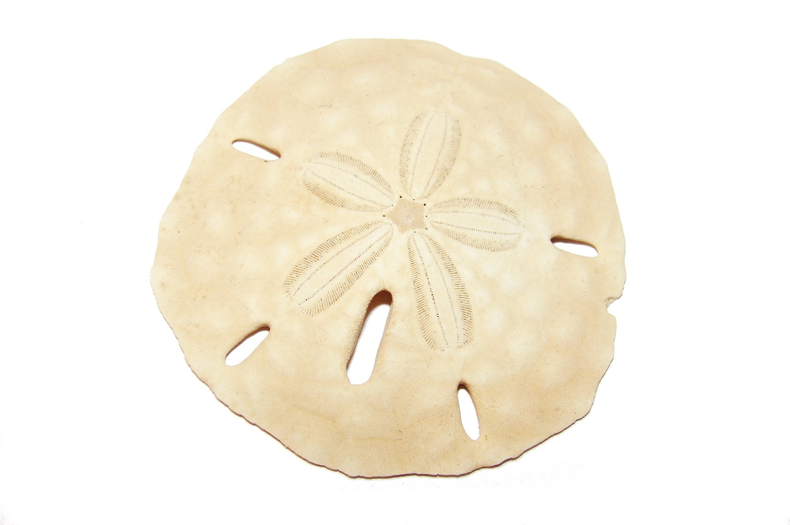 a sand dollar with a flower carved into the side