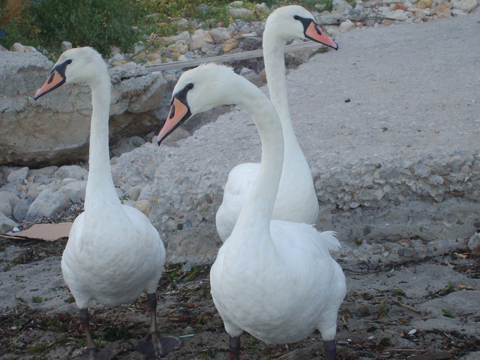 there are two white swans looking back at each other