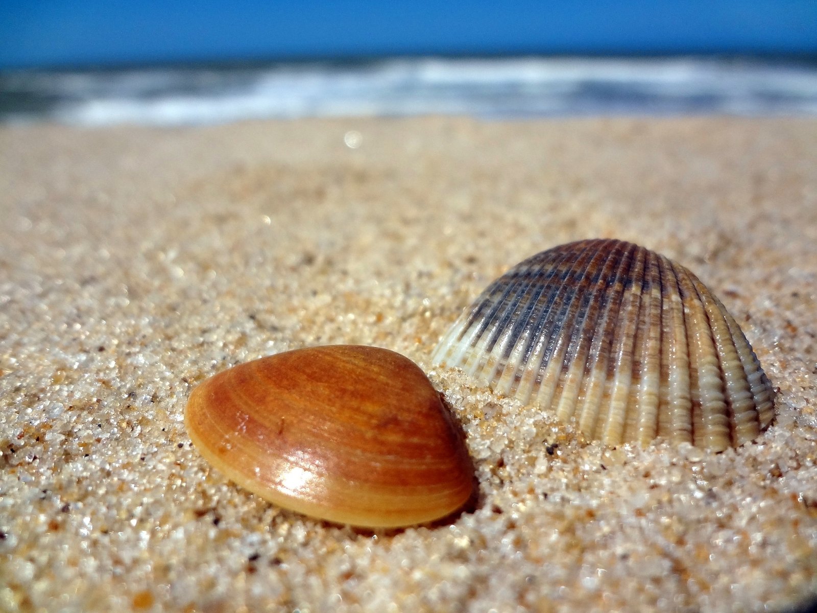 two seashells on the sand under a clear blue sky