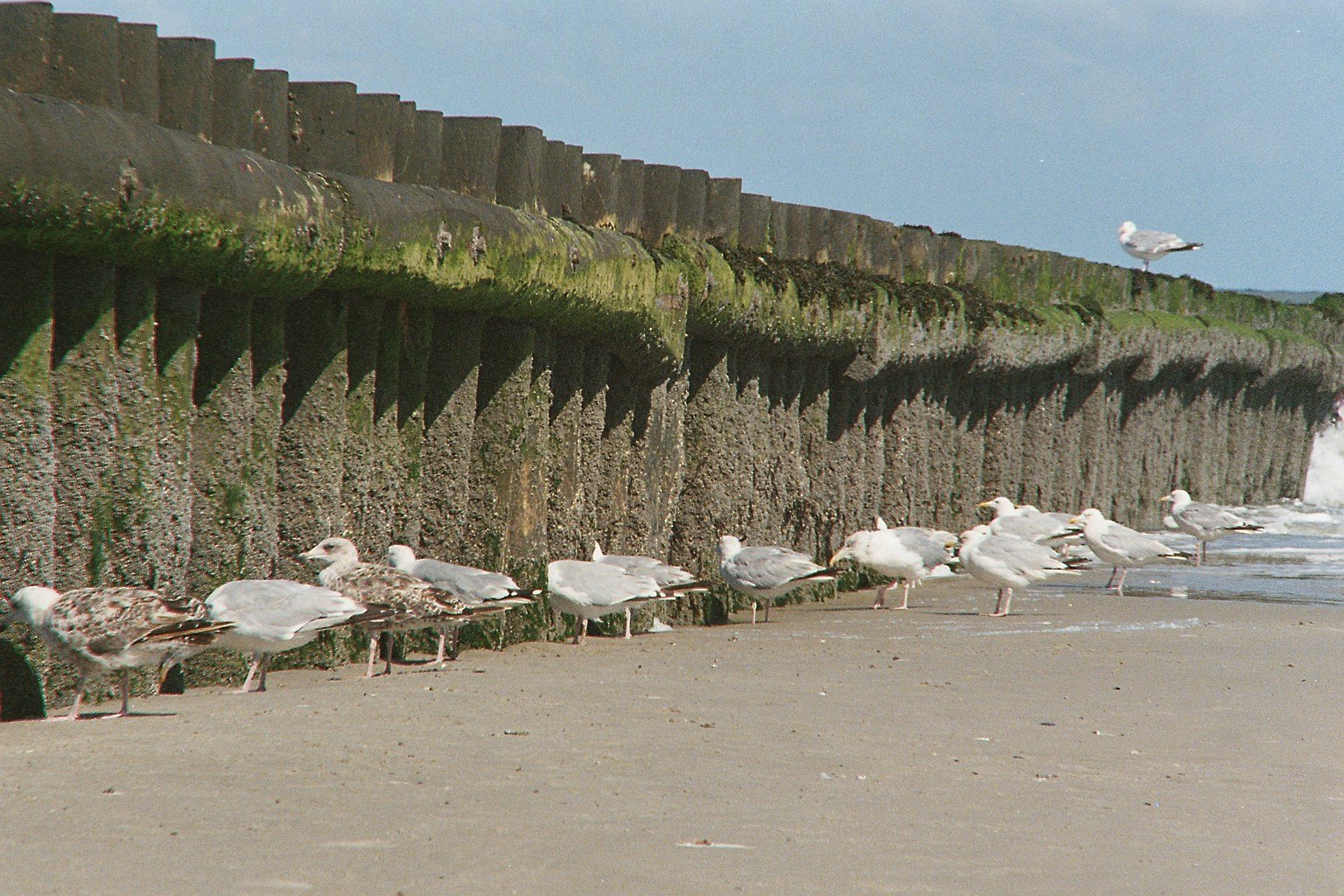 a group of seagulls on the beach near a wall
