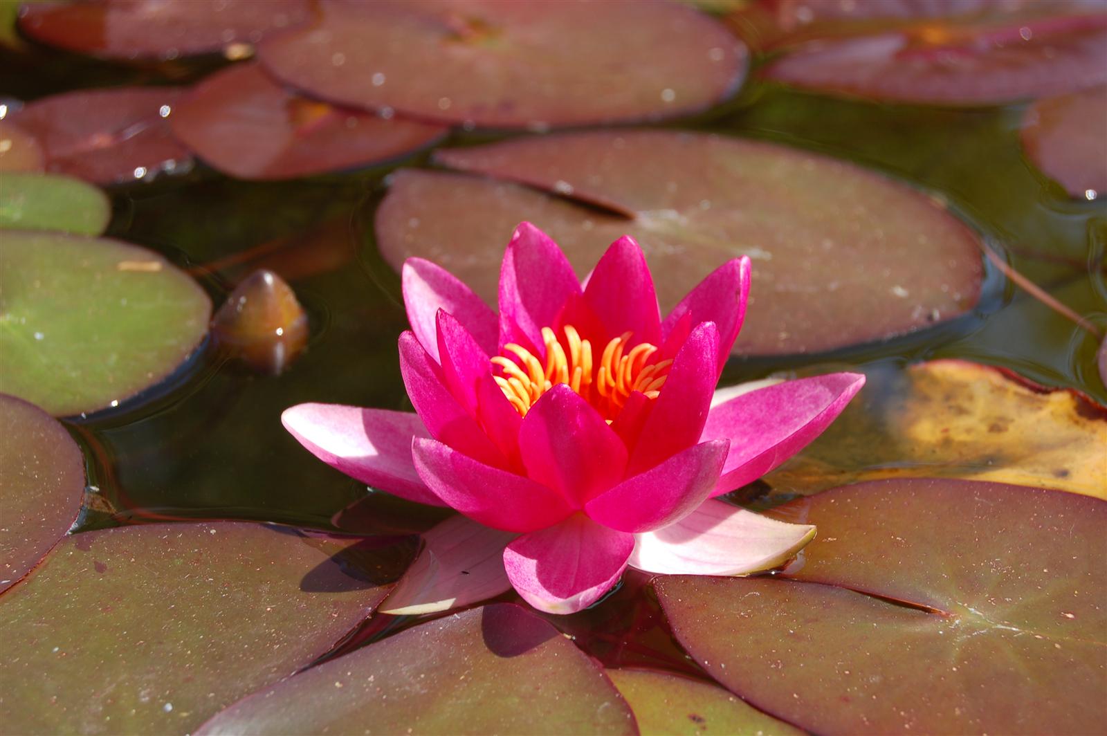 a pink flower sitting on top of lily pads in a pond