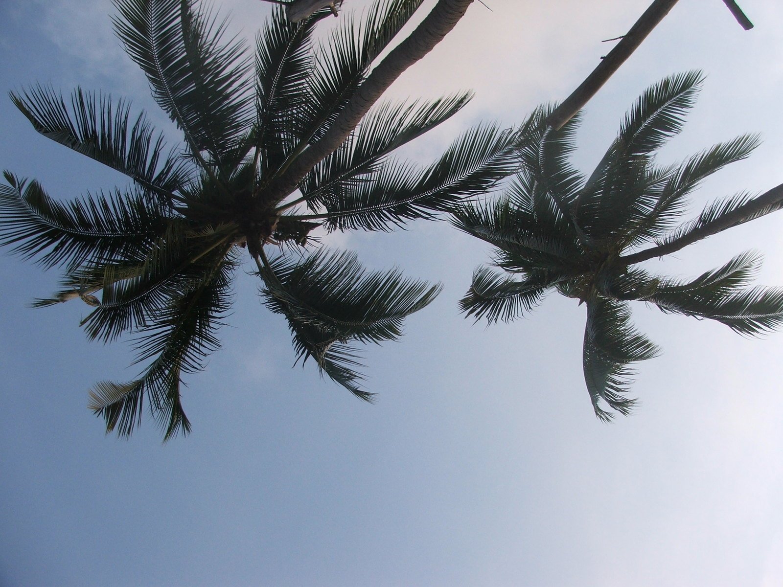 palm trees, clouds, and a blue sky with white and black