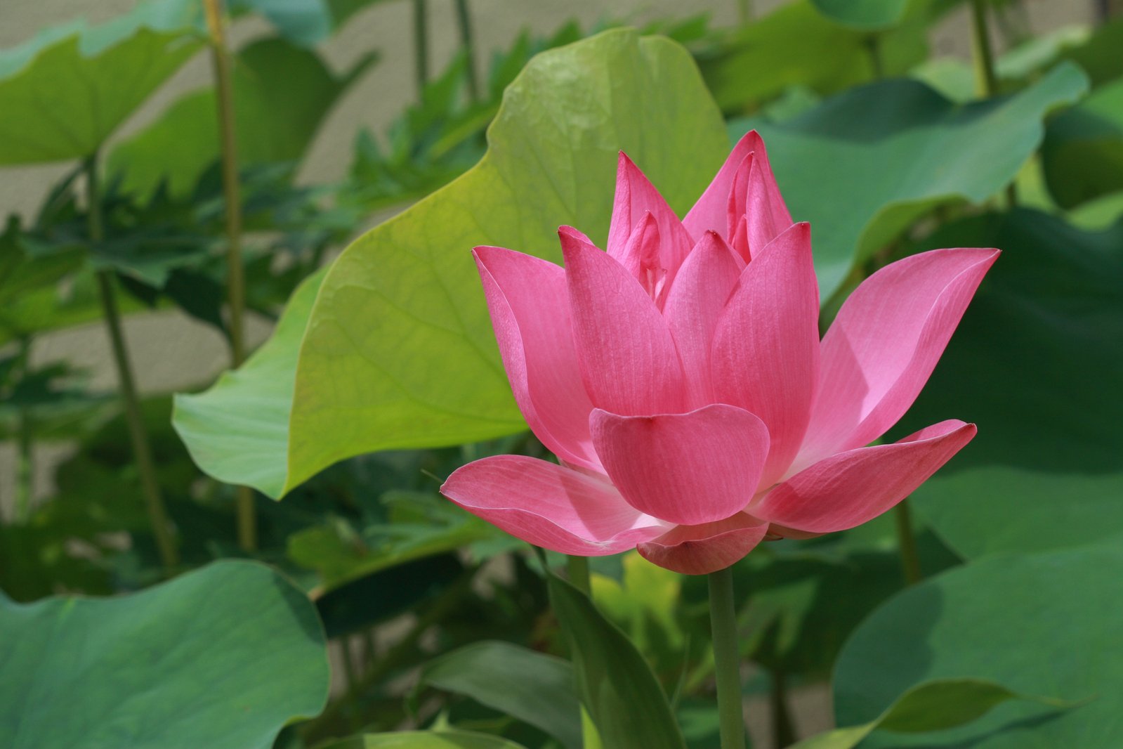 large pink water lily in a garden setting