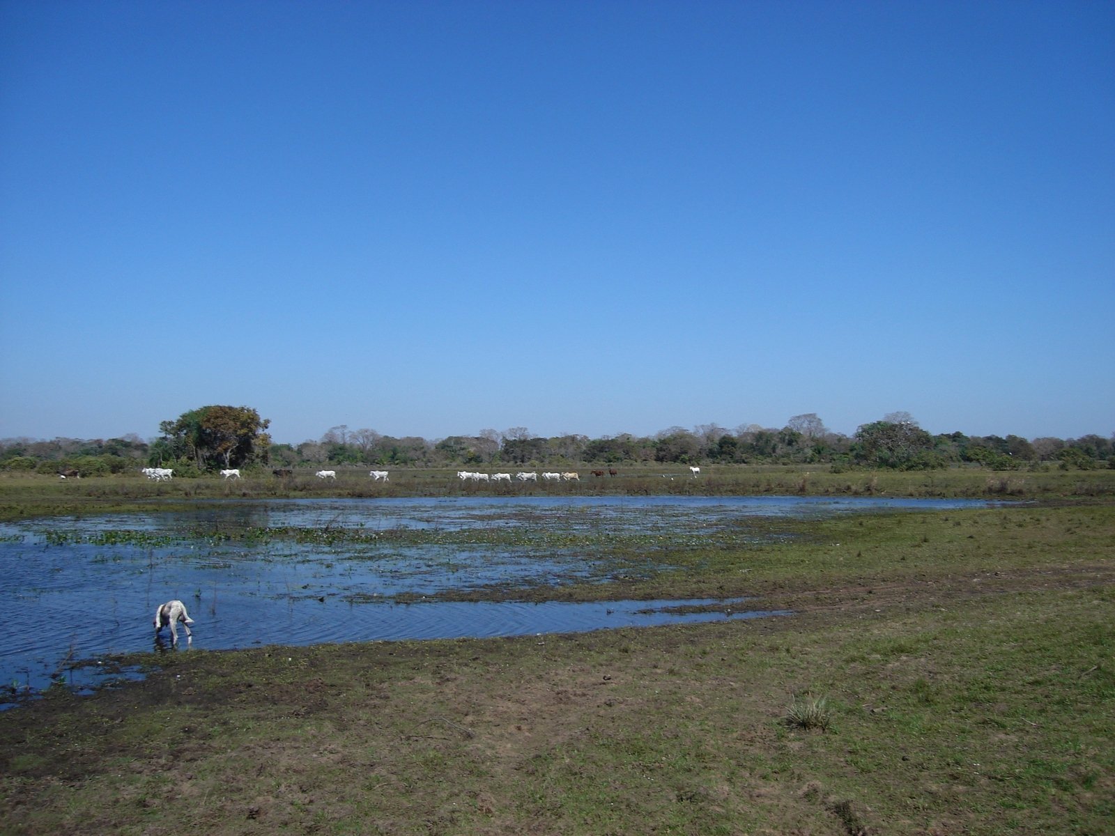 a couple of white animals are in a pond