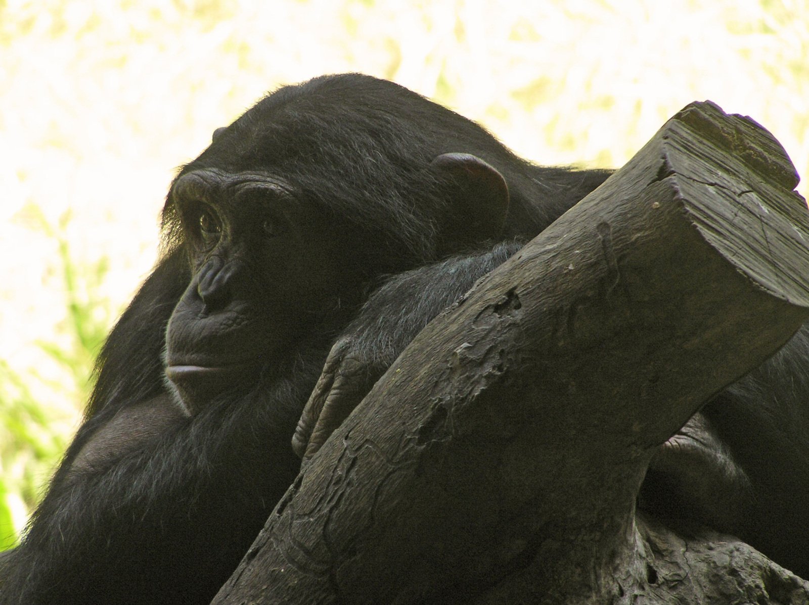 a gorilla rubbing up against a wooden post