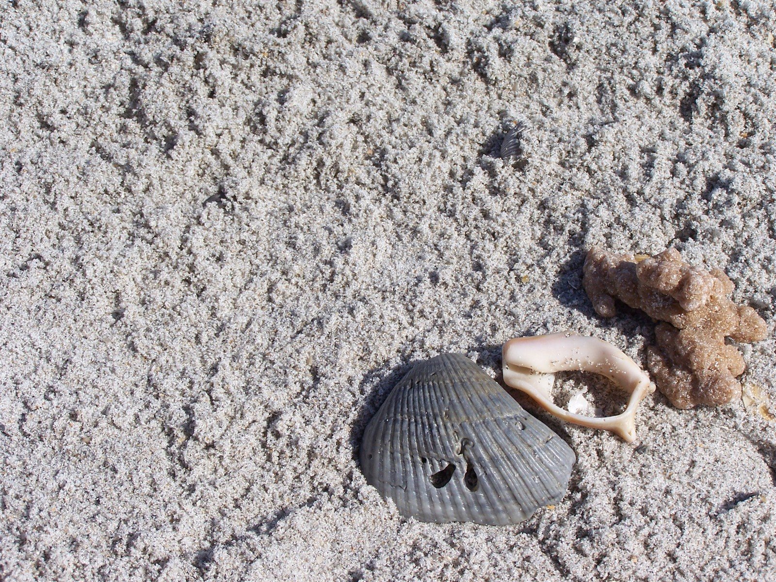 two shells sitting in the sand on the beach