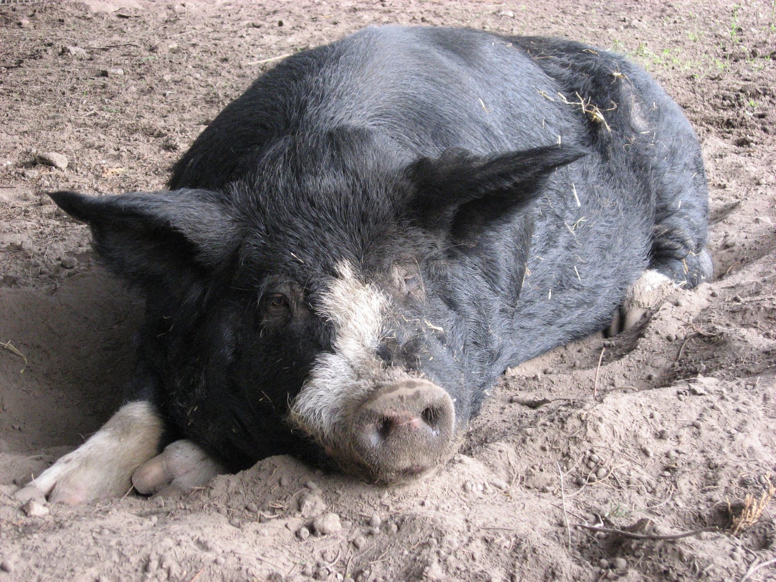 a black and white pig sitting on top of a dirt ground
