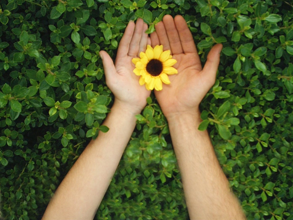 hands cupping a sunflower to touch it through foliage