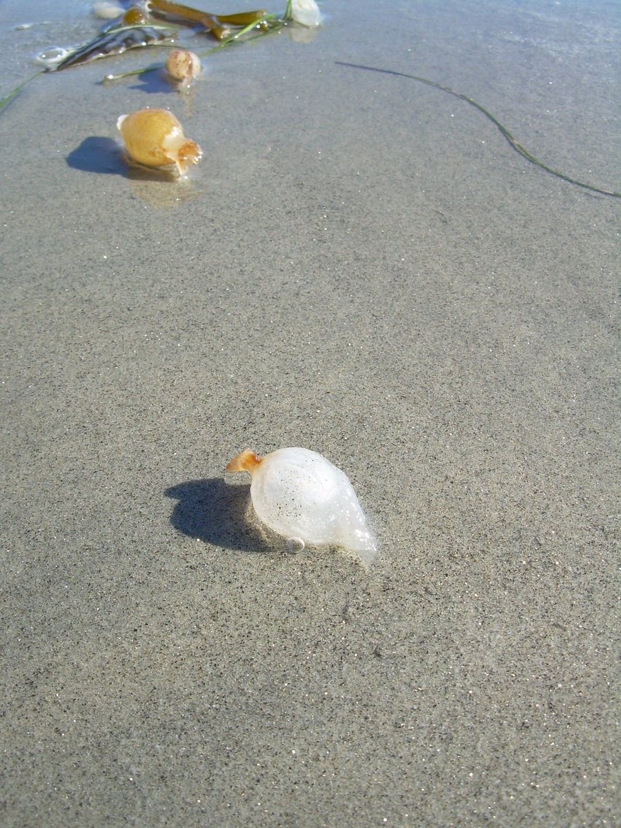 many sea shells are on the sand by the water