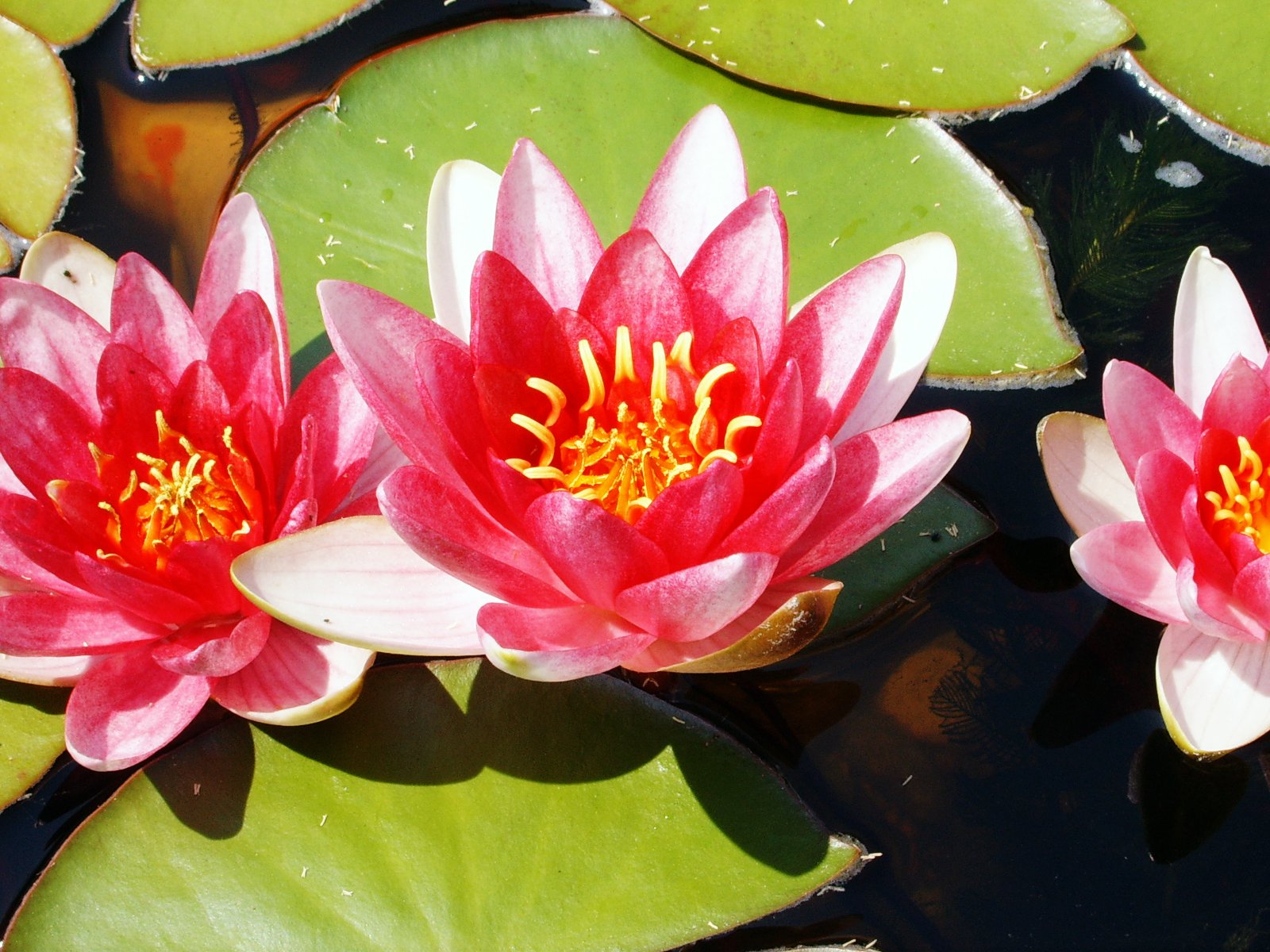 two pink and white flowers with green leaves in water