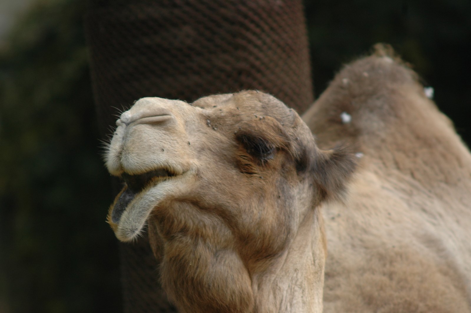 a camel sticking its head in the air and smiling