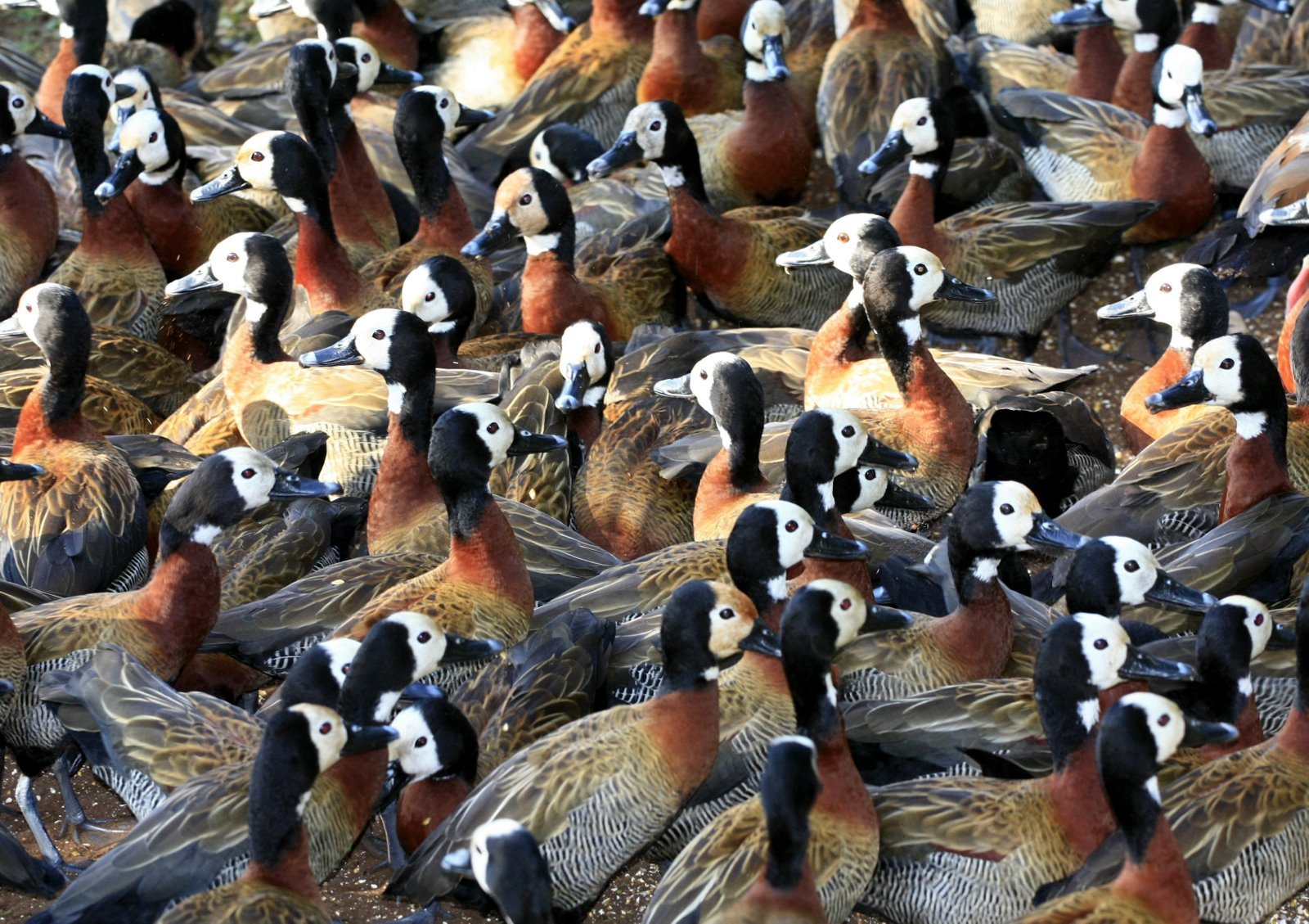 a large flock of ducks are standing around