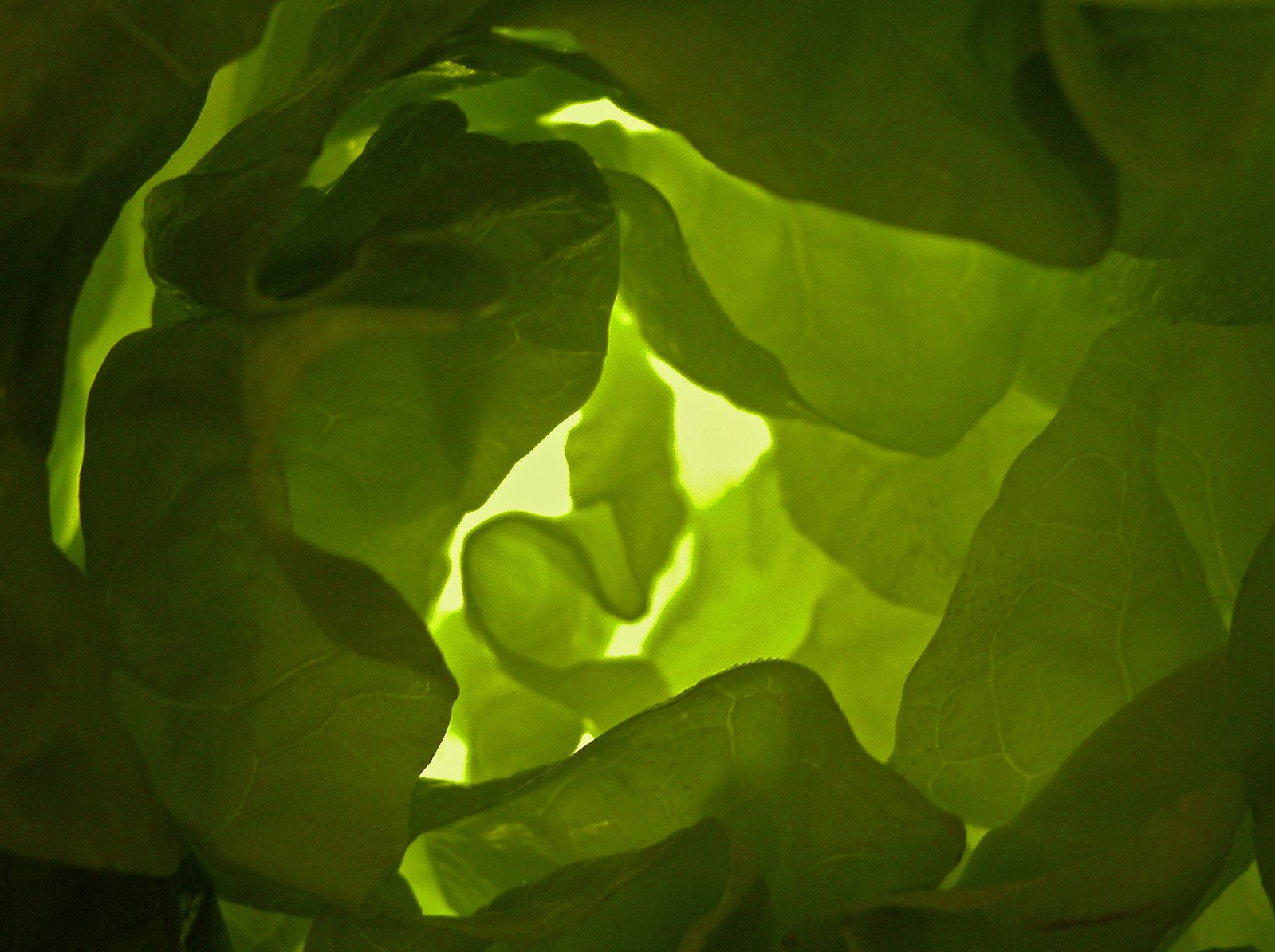 a green leafy plant in a sunlit room