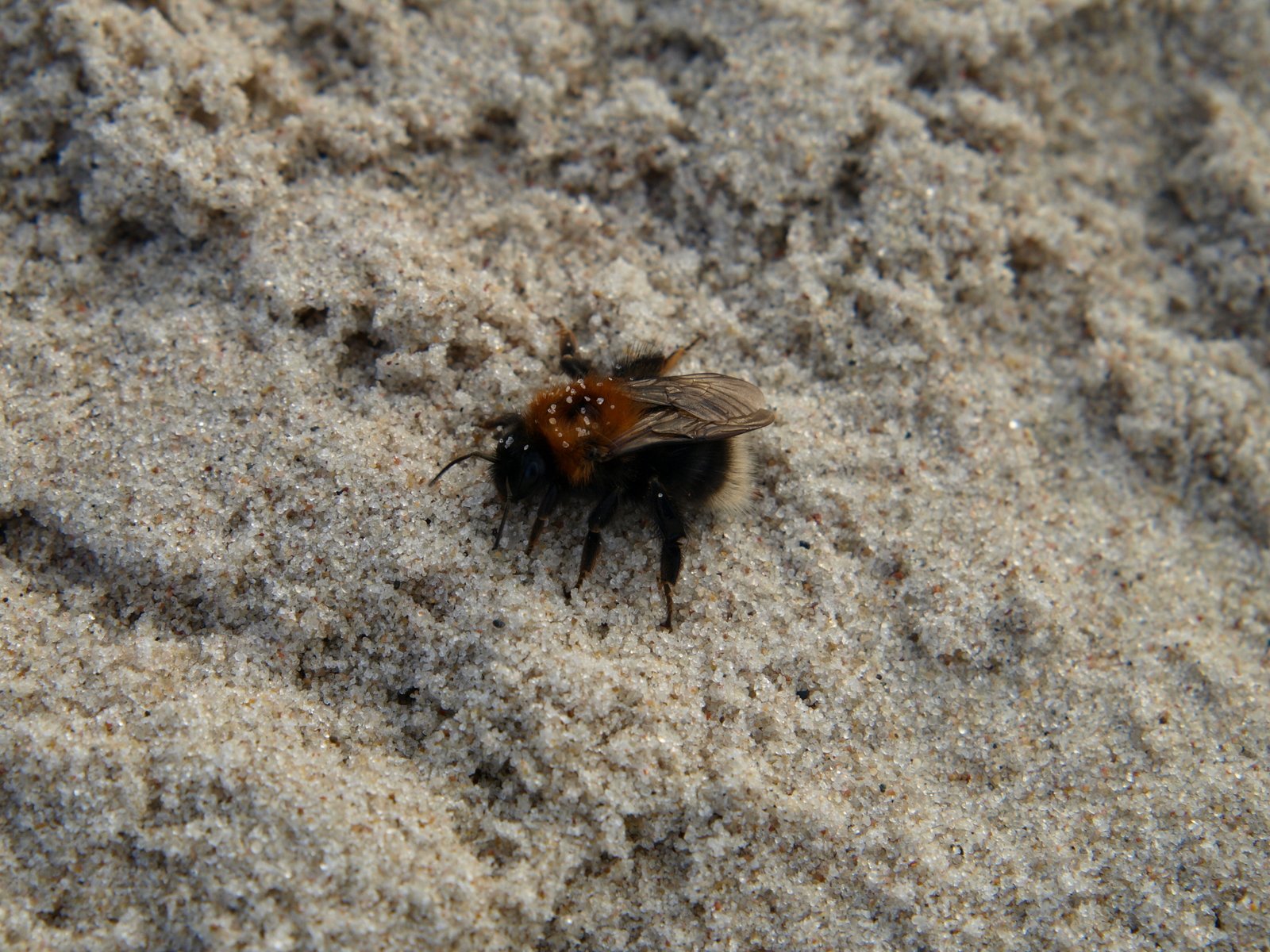 a bug is walking across the sand