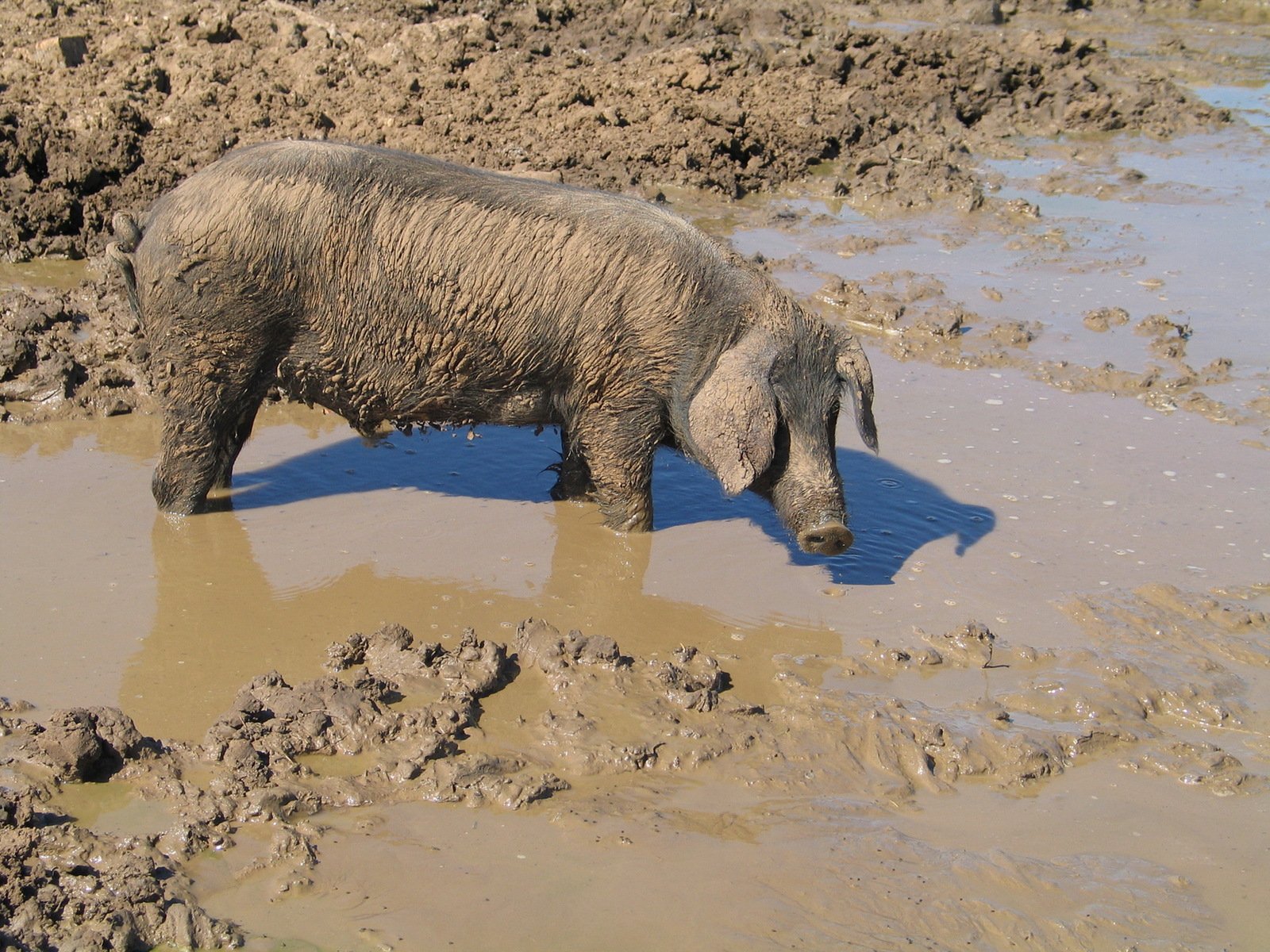 a muddy elephant in the middle of a dle