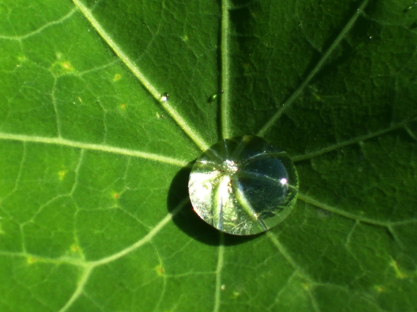 water drops from a droplet on the top of a leaf