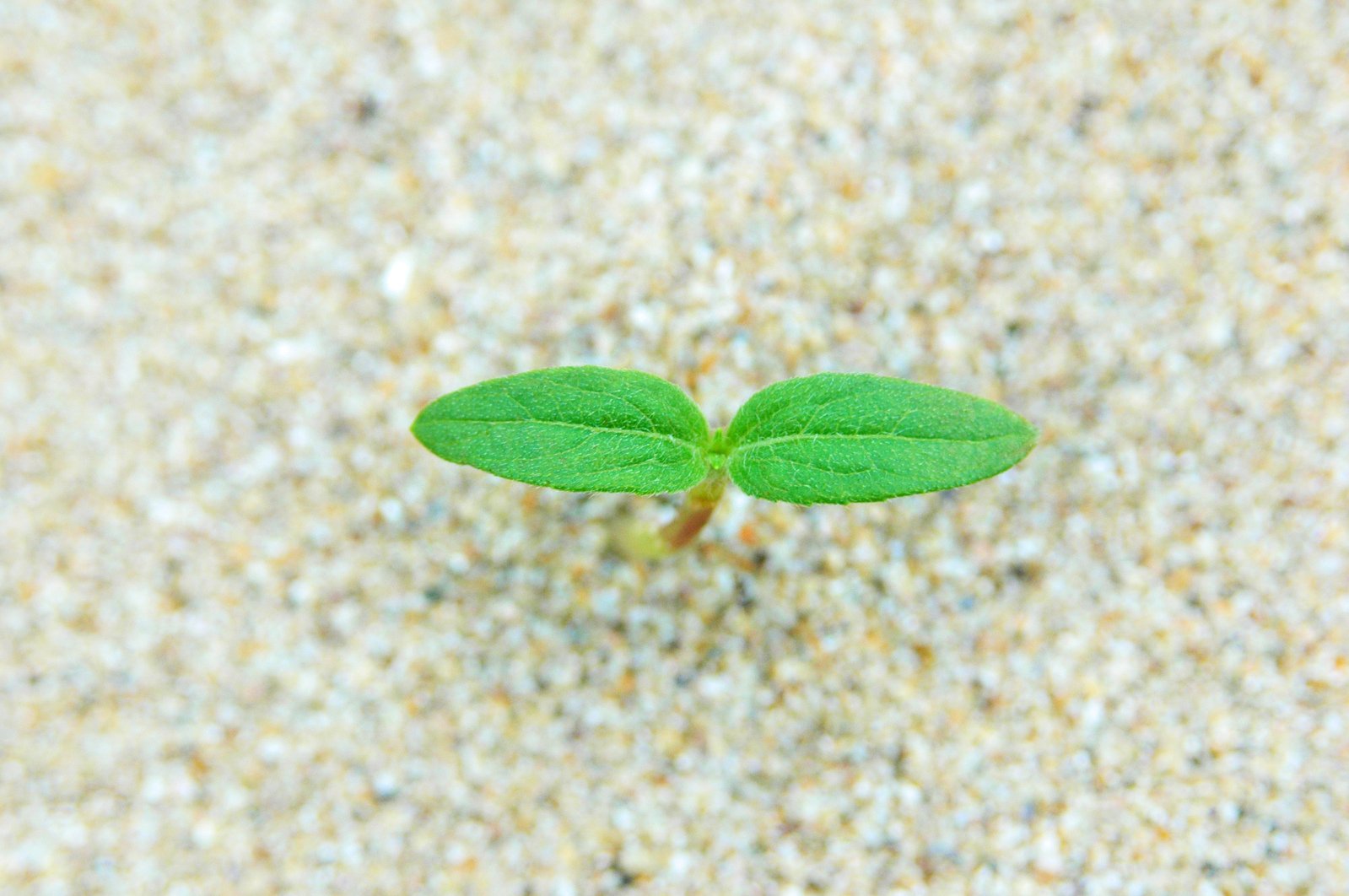 this small plant is growing out of the sand