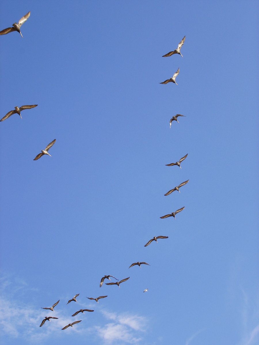 a group of birds in flight over blue sky