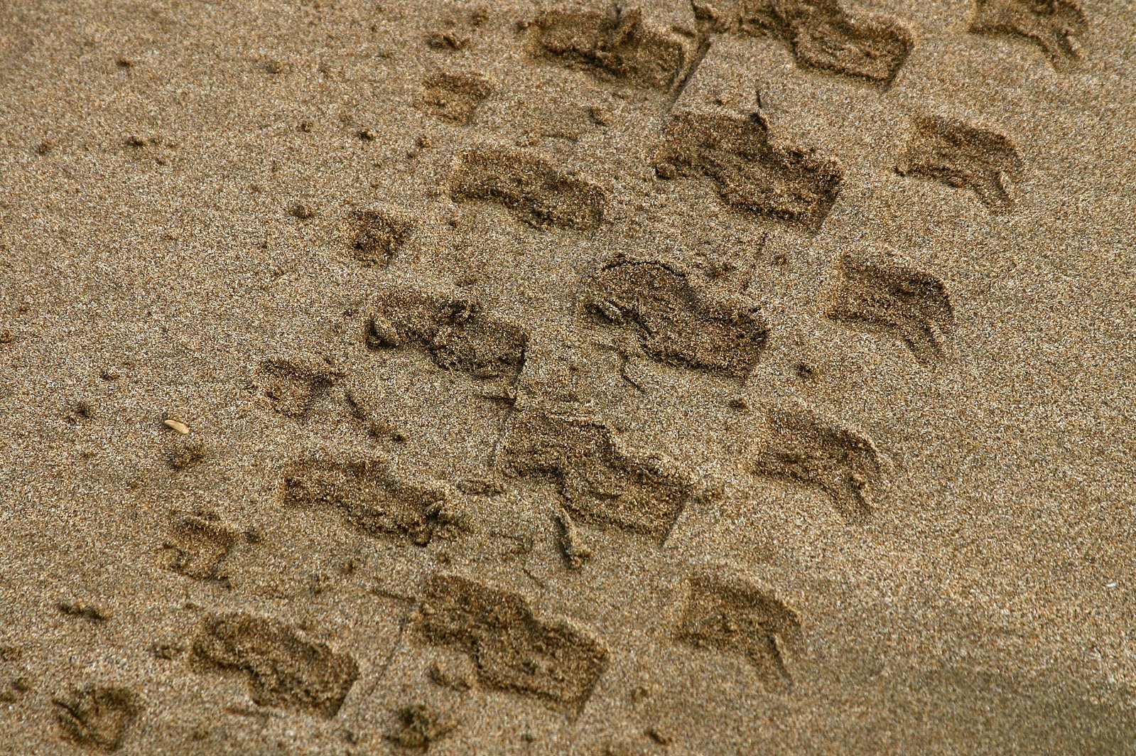 footprints make a trail across sand on the beach