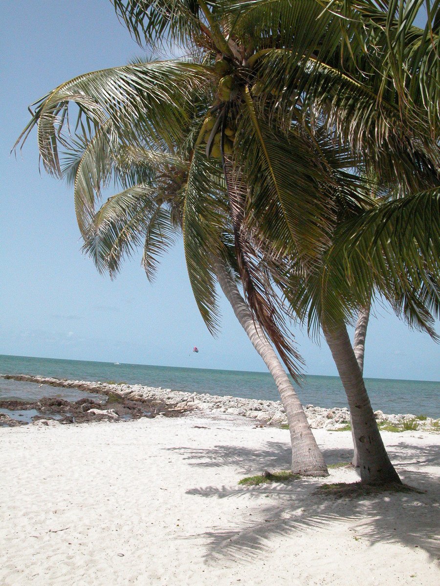 a palm tree is shown in front of the ocean