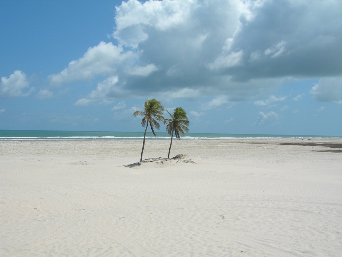 a palm tree on an empty beach under a cloudy sky